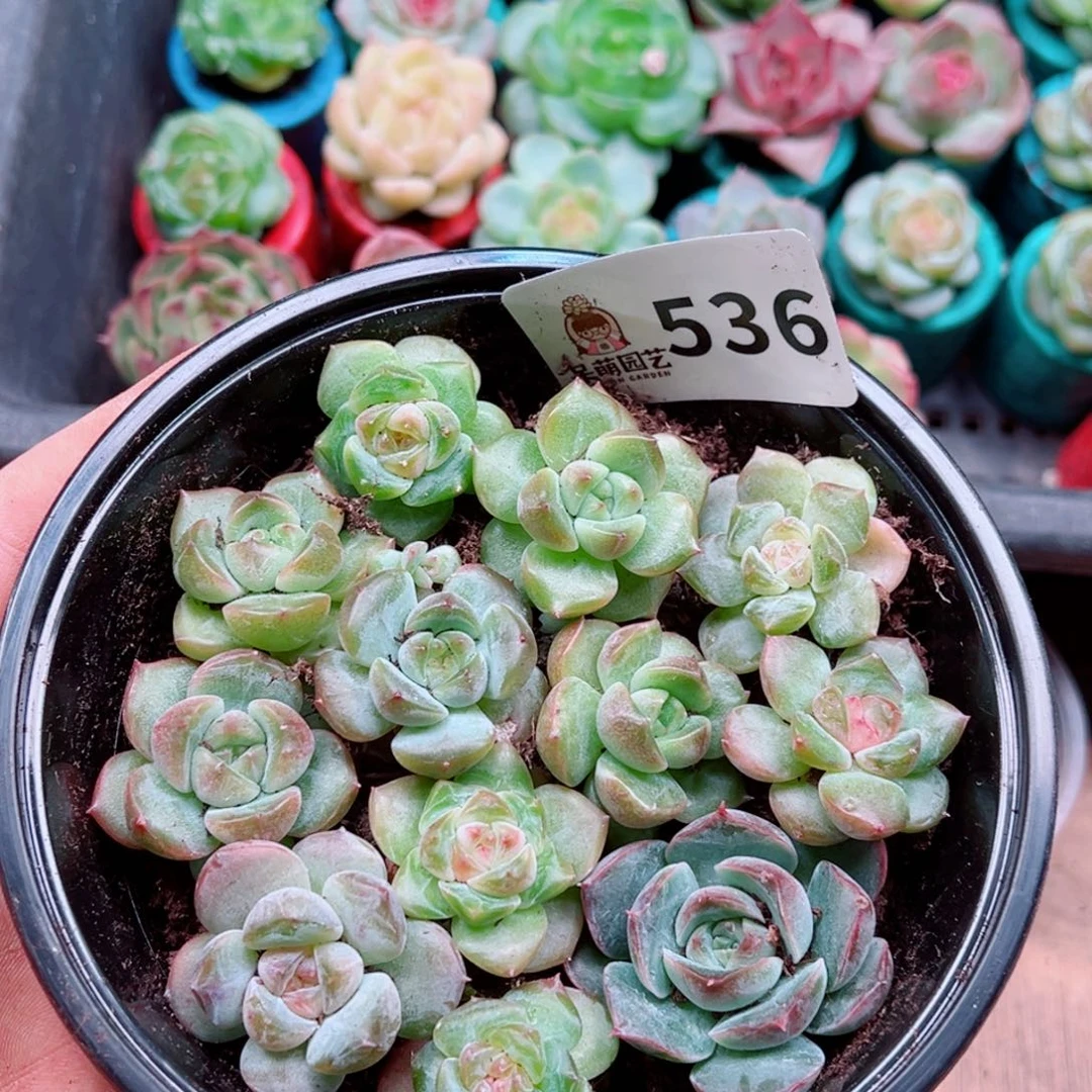 多肉植物多肉植物