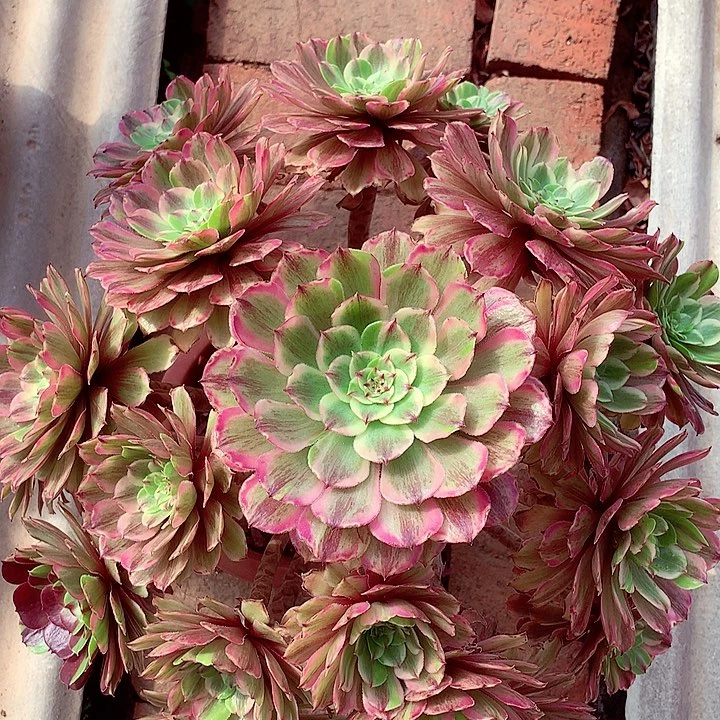 花脸粉黛，多肉植物