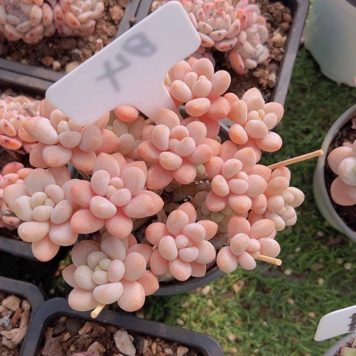 健健康康平平安安