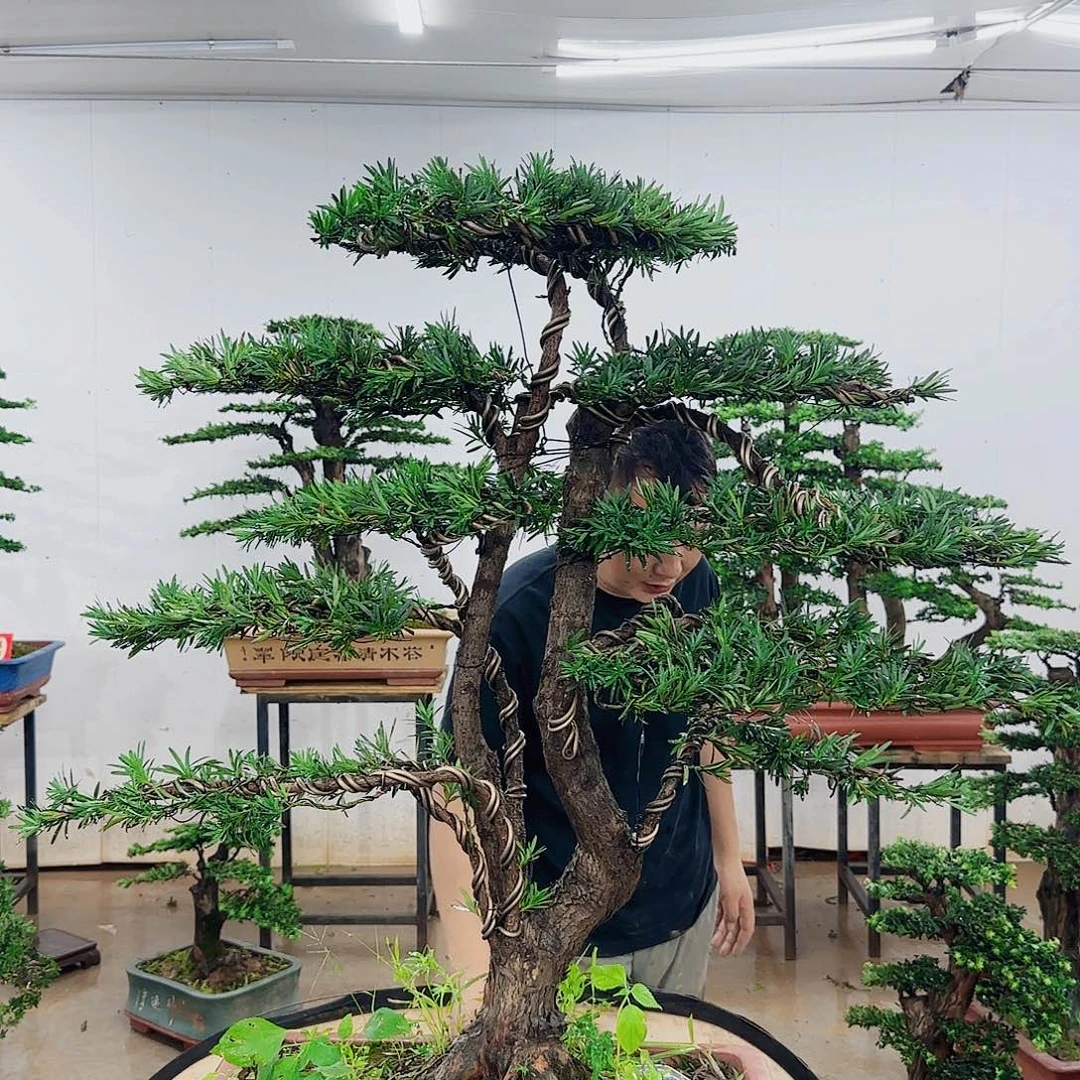 J***k无花朵盆景制作过程非常