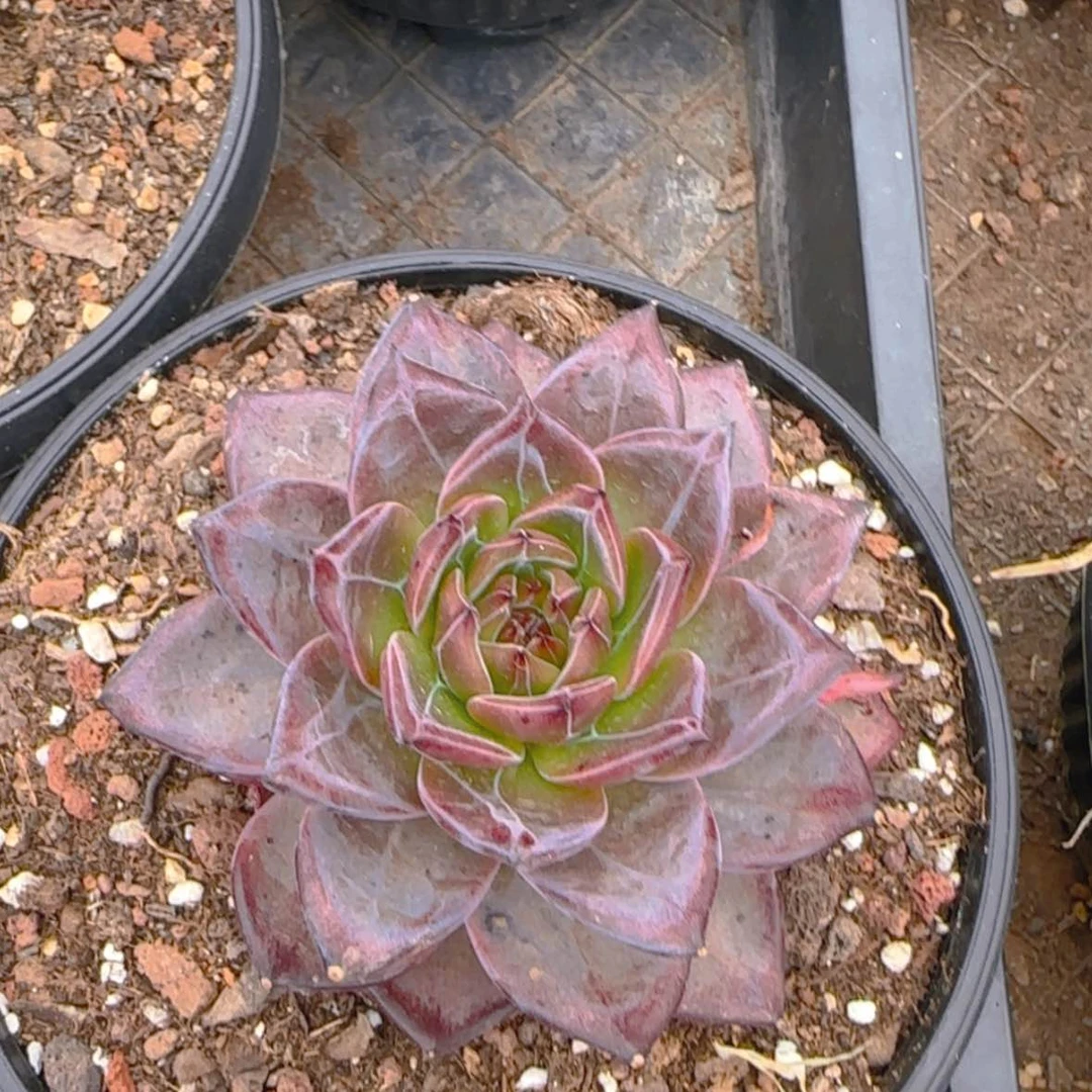 【闪购商品】精控玉钻