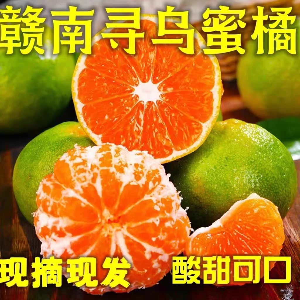 江西赣南寻乌蜜橘现摘无籽青皮蜜橘新鲜应季水果5/10斤甜现摘现发