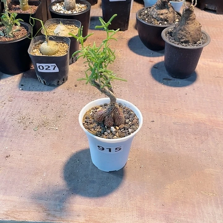 915梅斯木枝干老桩