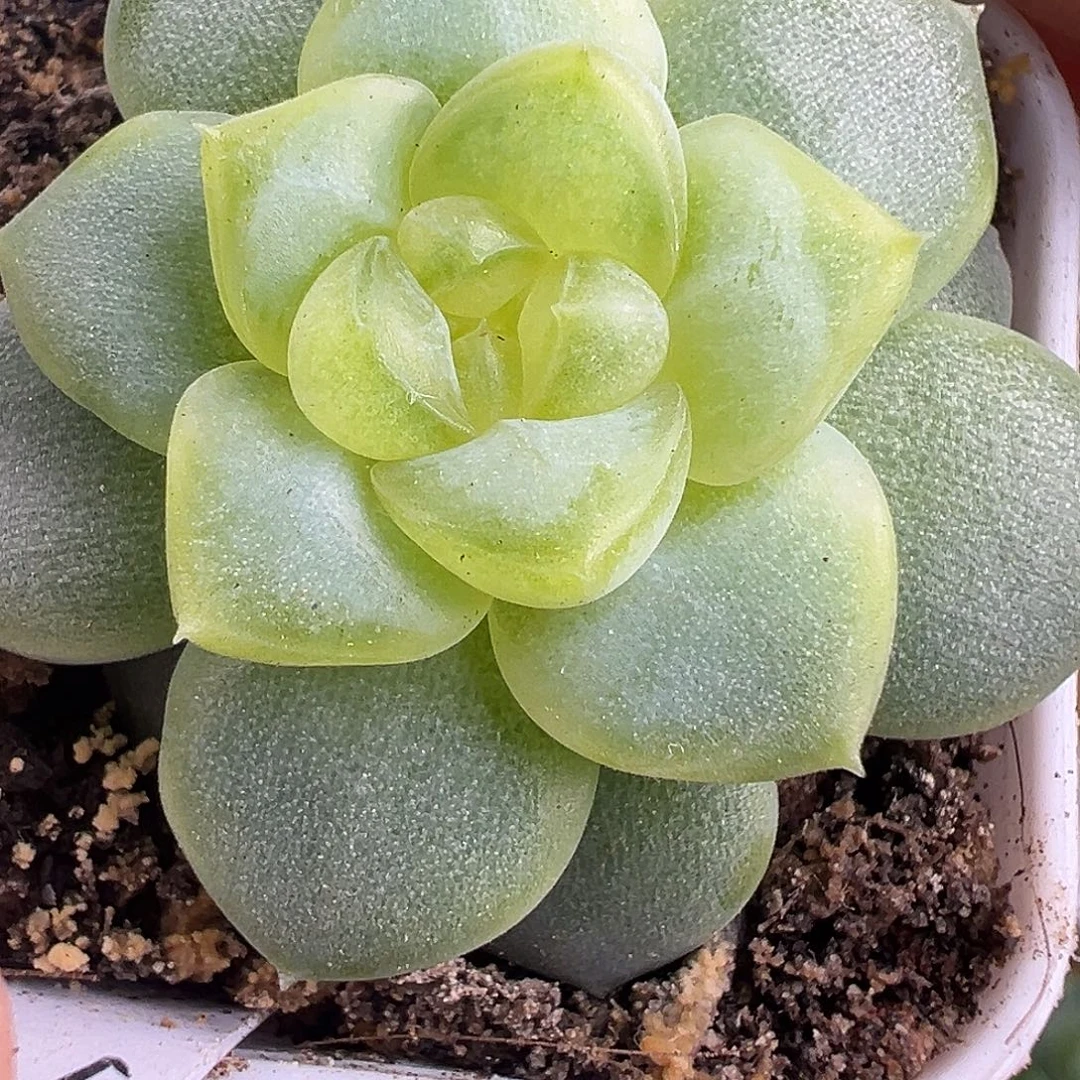 颜汐。