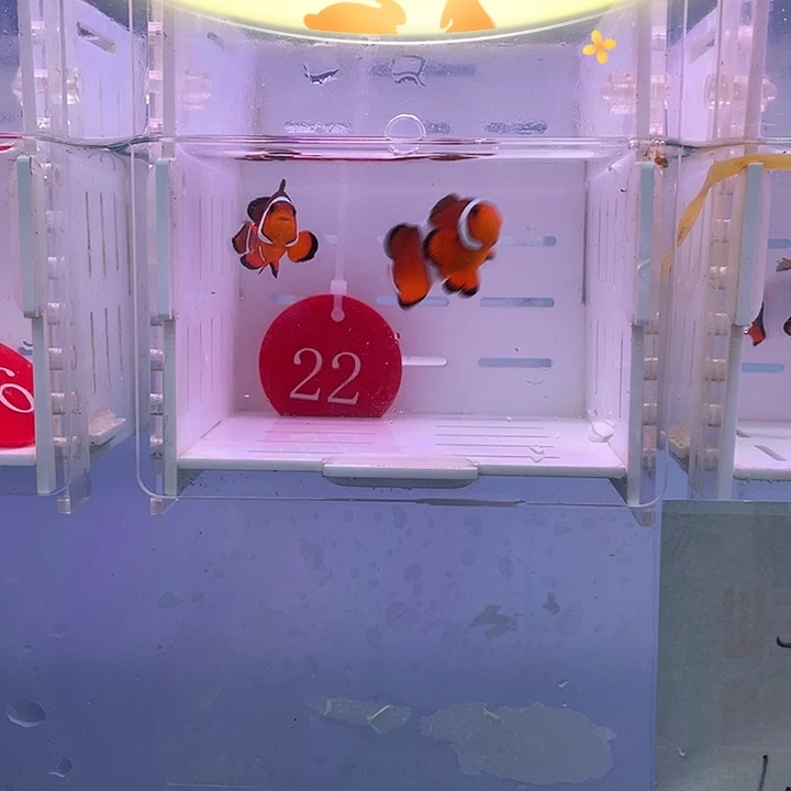 海水鱼精品黑边小丑鱼