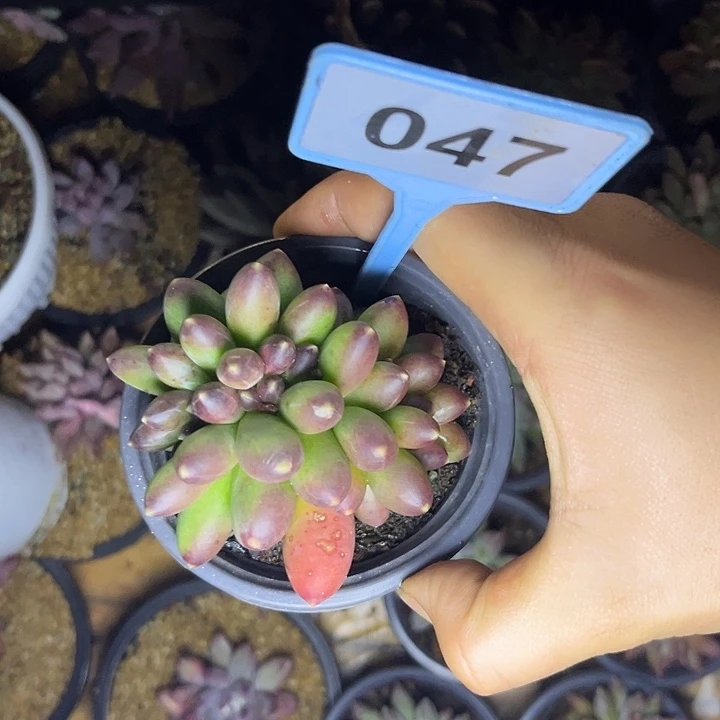 多肉植物千代田缀047