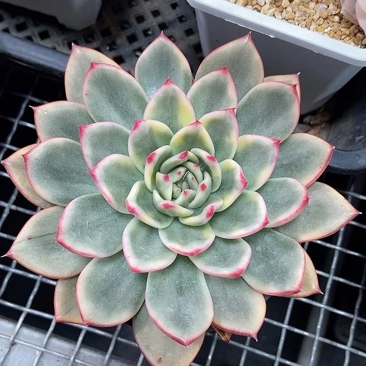 蔚蓝乌木锦多肉植物