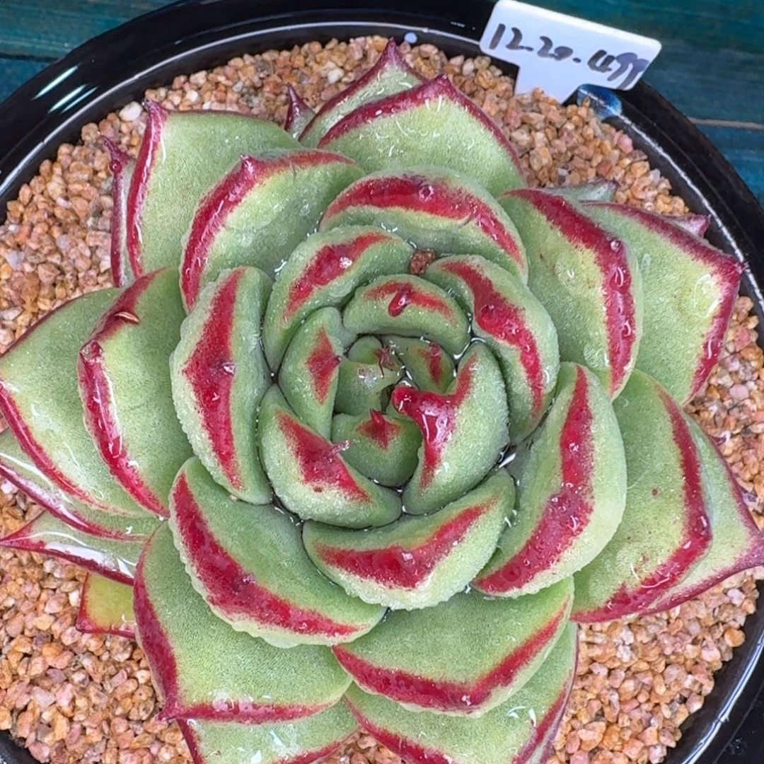 从前慢多肉精选编号1231-102