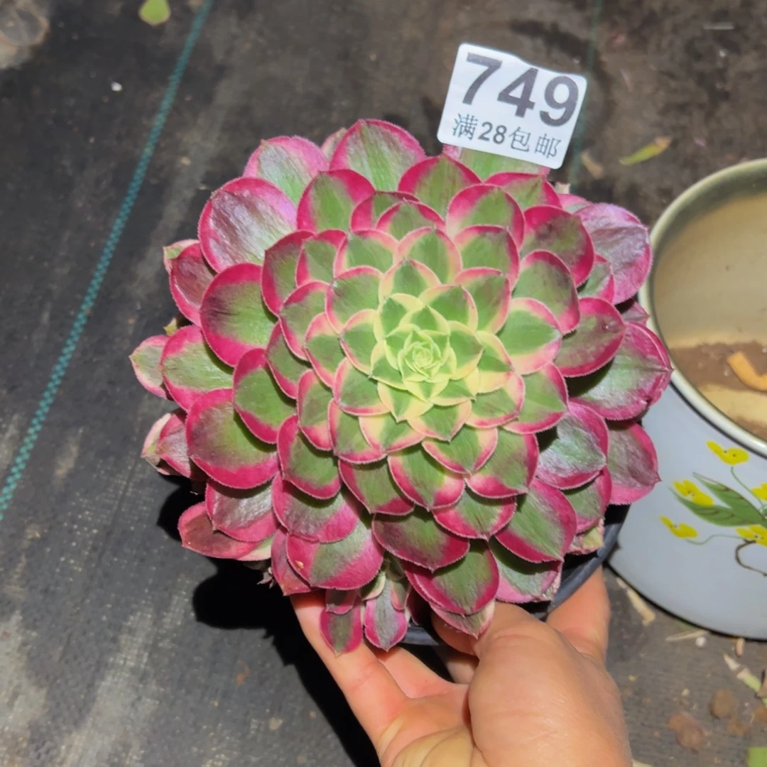 多肉植物749孔雀翎