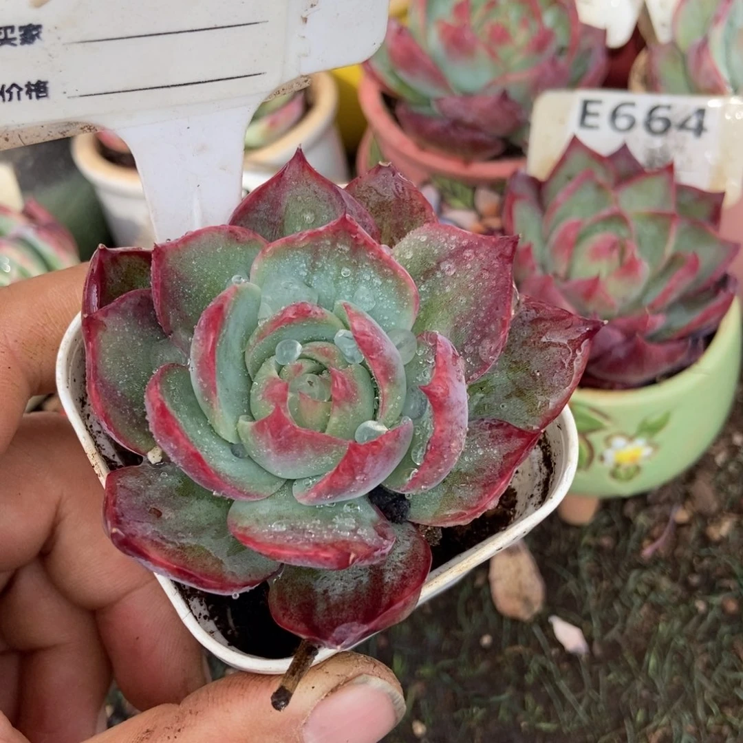 惊鸿一瞥一瞥784号