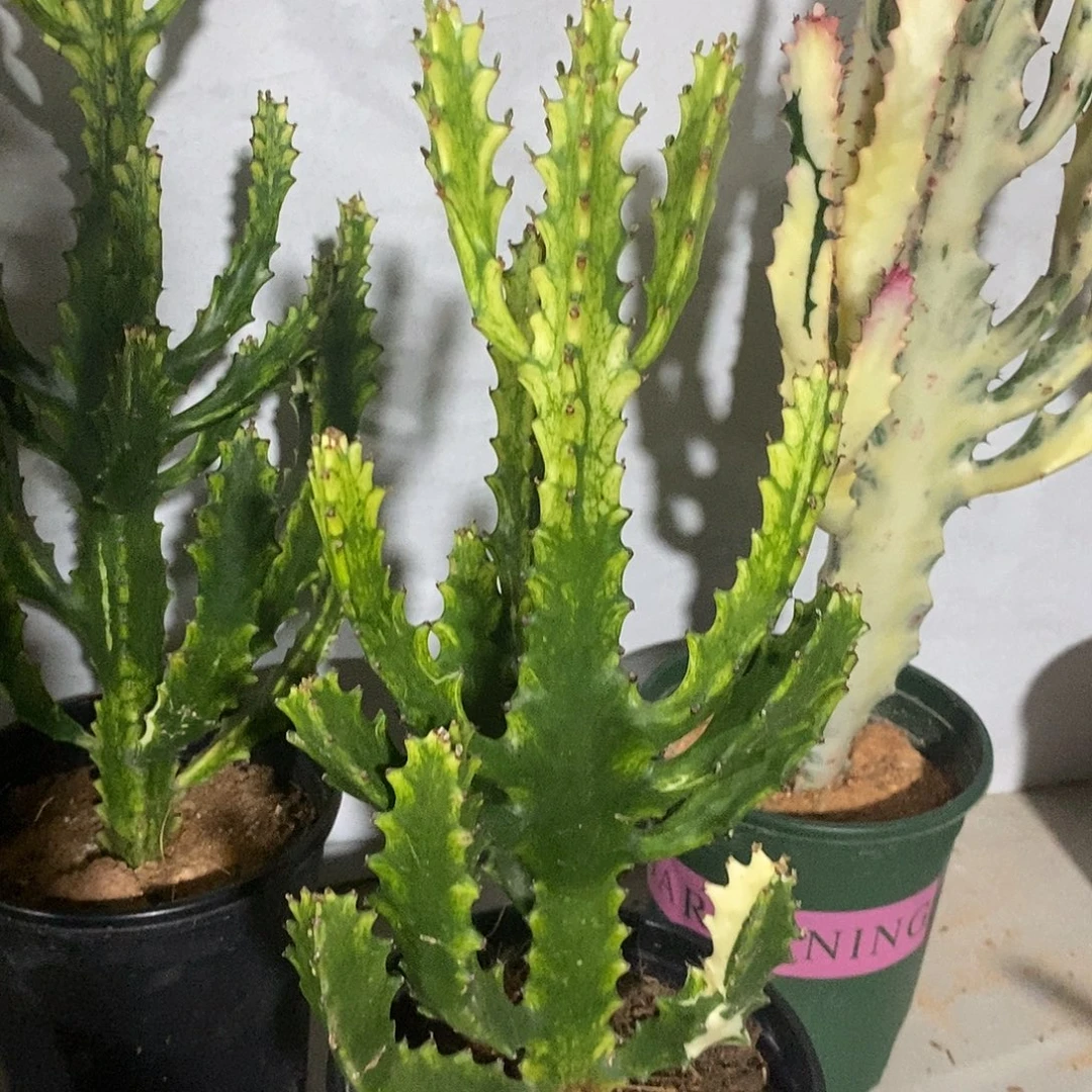 无花朵翡翠玉柱一物一拍