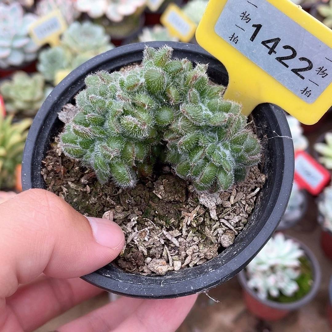 1422号多肉植物盆栽