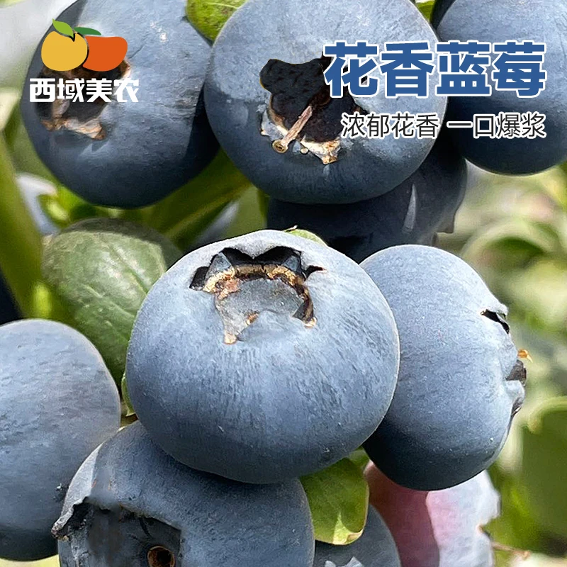 顺丰发货水果花香蓝莓125g*4/*6脆甜爆汁云南仓发货
