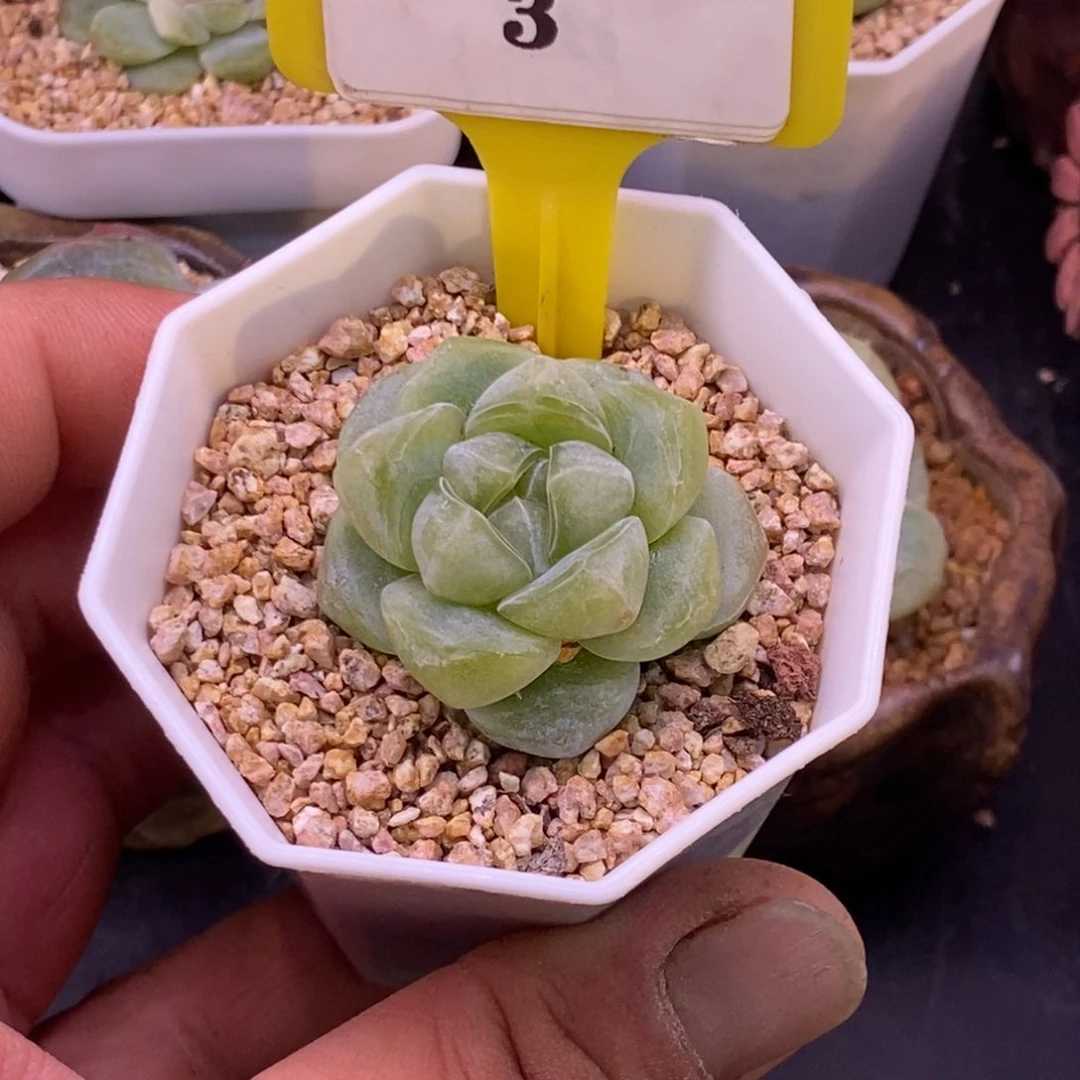 93翡翠冰福利单头的