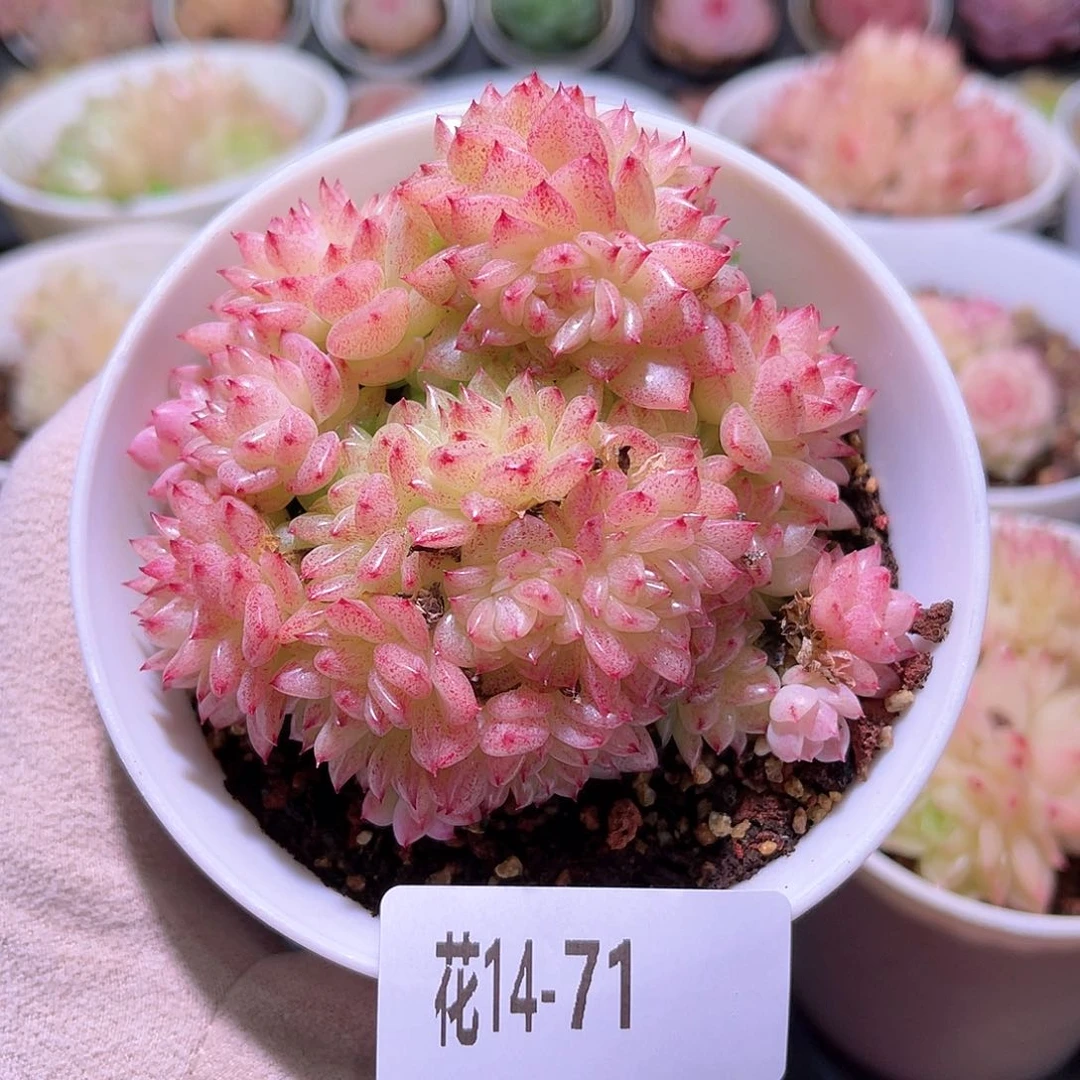 花利美14-71麦秆群