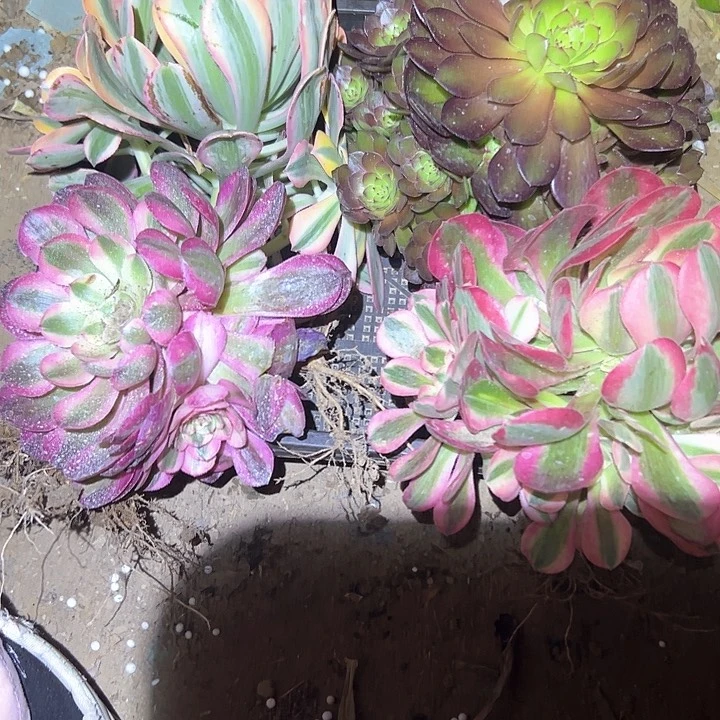一物一拍不售后法师1