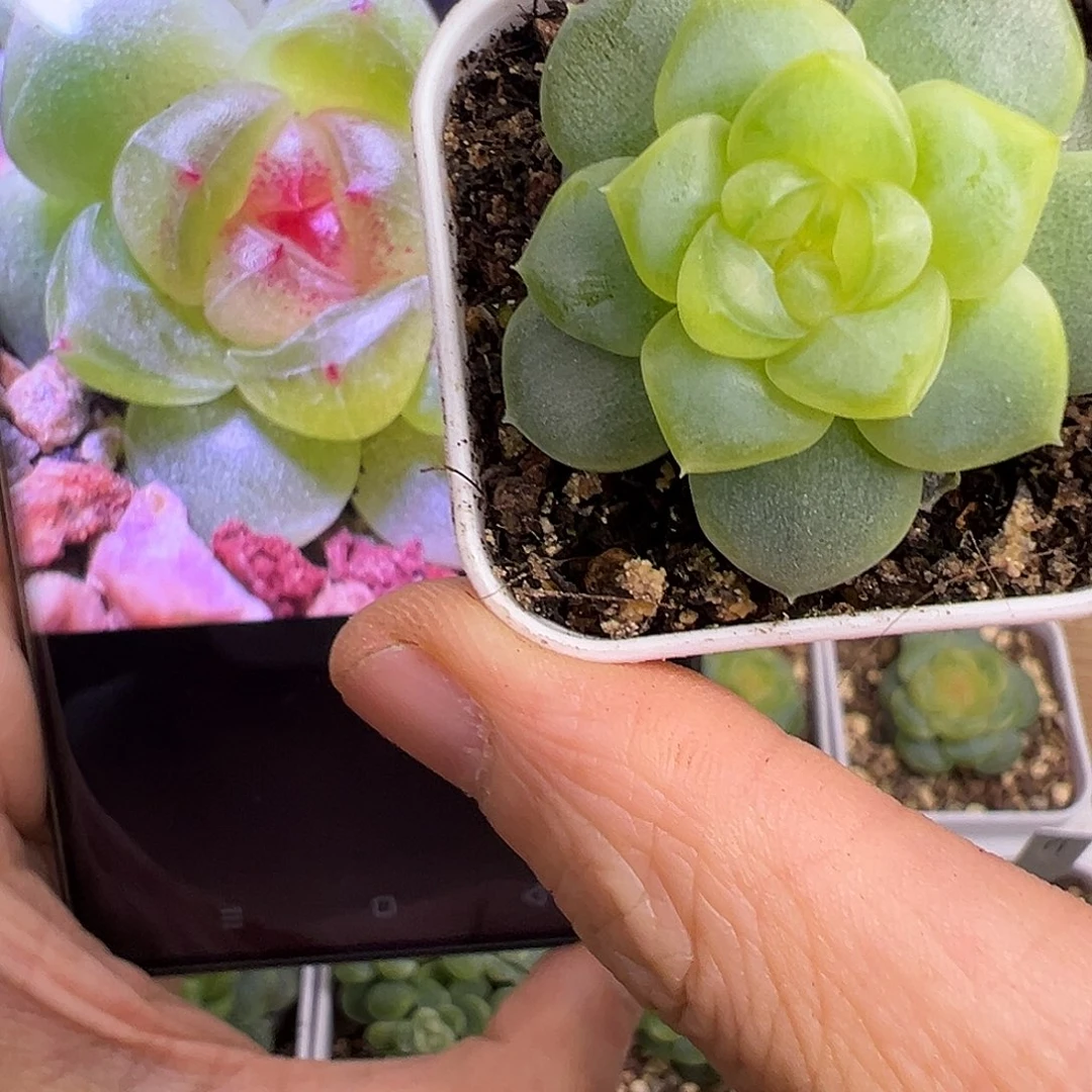 颜汐。
