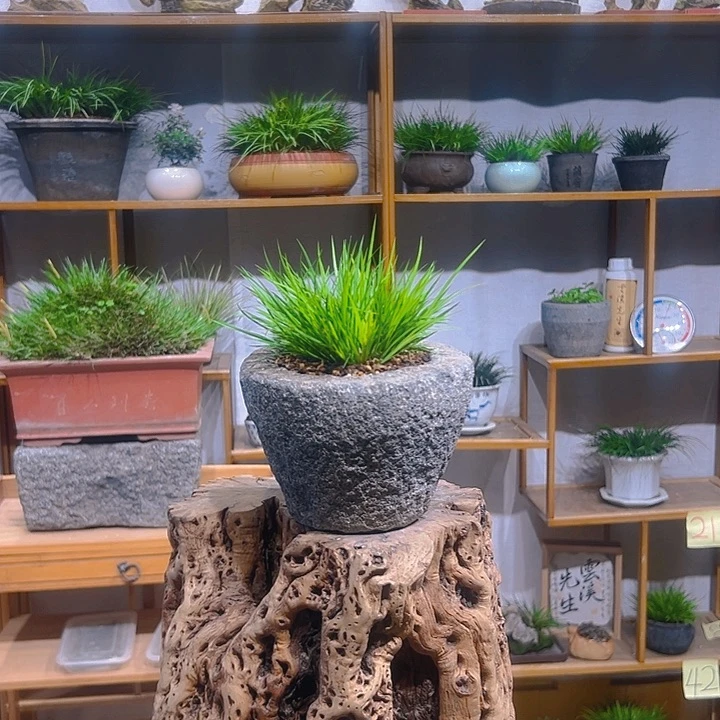 石盆黄金姬菖蒲盆景包邮