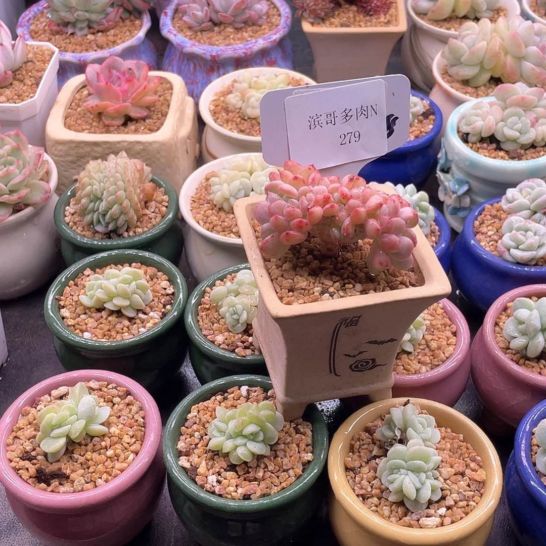 木*滨哥多肉N279粉珍妮缀化