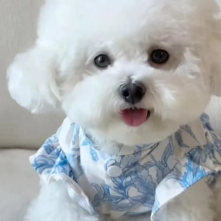 云朵家韩系护肘狗狗比熊犬