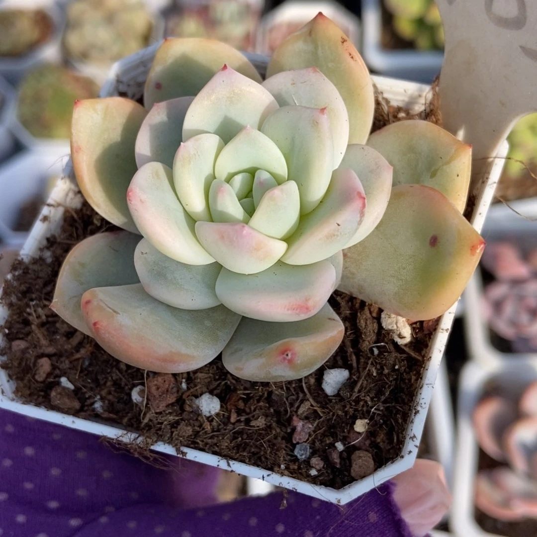 985梦露锦多肉植物保护