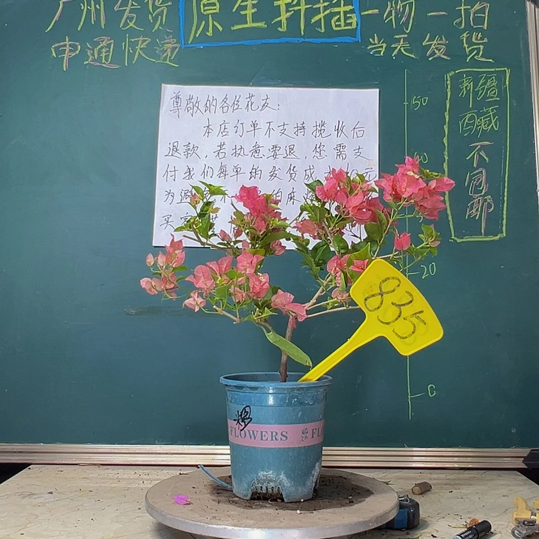 当前无花栽培后可以开花绿叶米罗 835