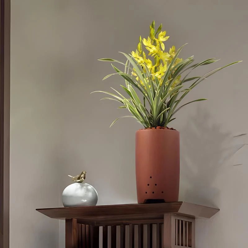 【金边神童】兰花建兰带花苞开花好养室内室外花卉绿植盆栽花