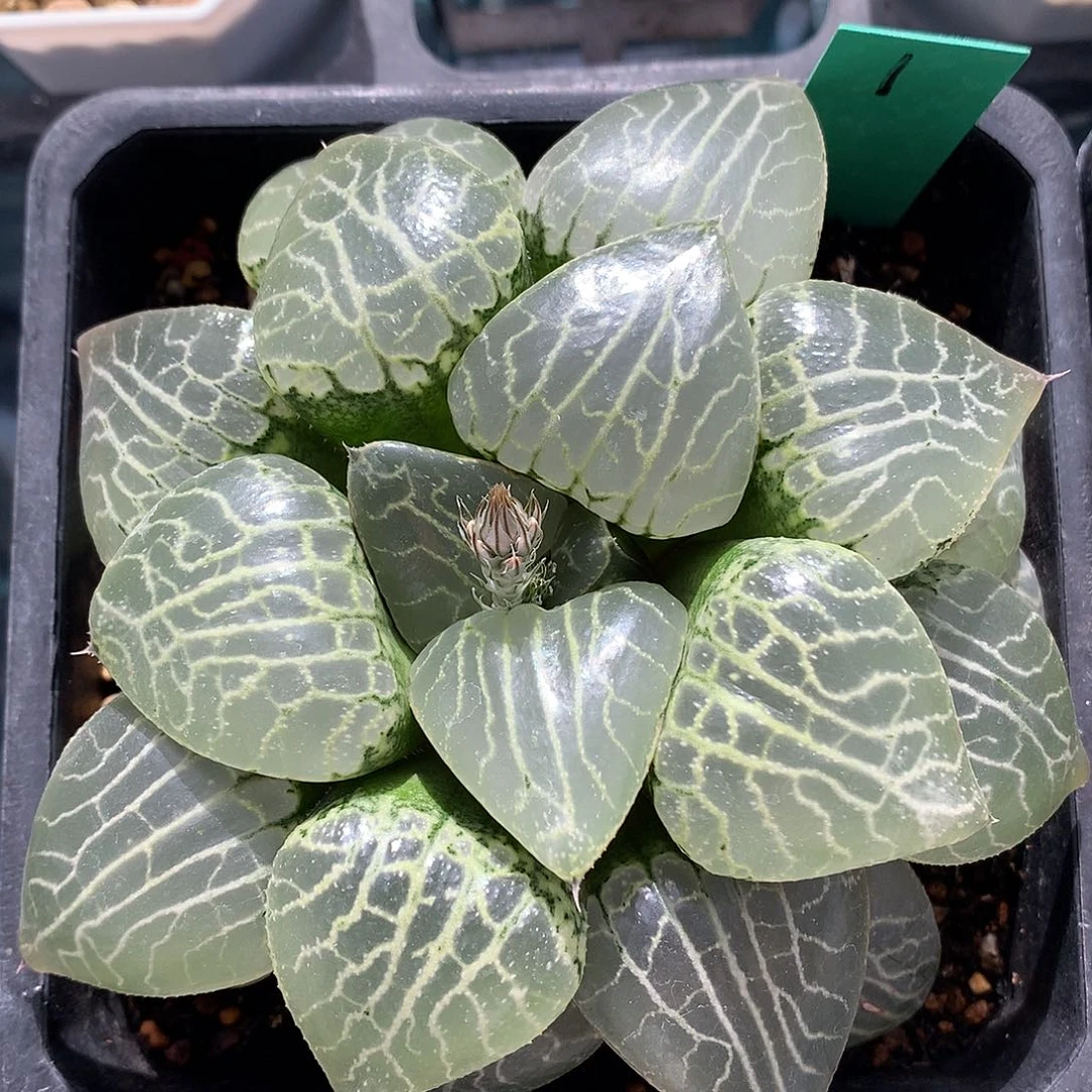 水晶康平101带盆土发货xkloo