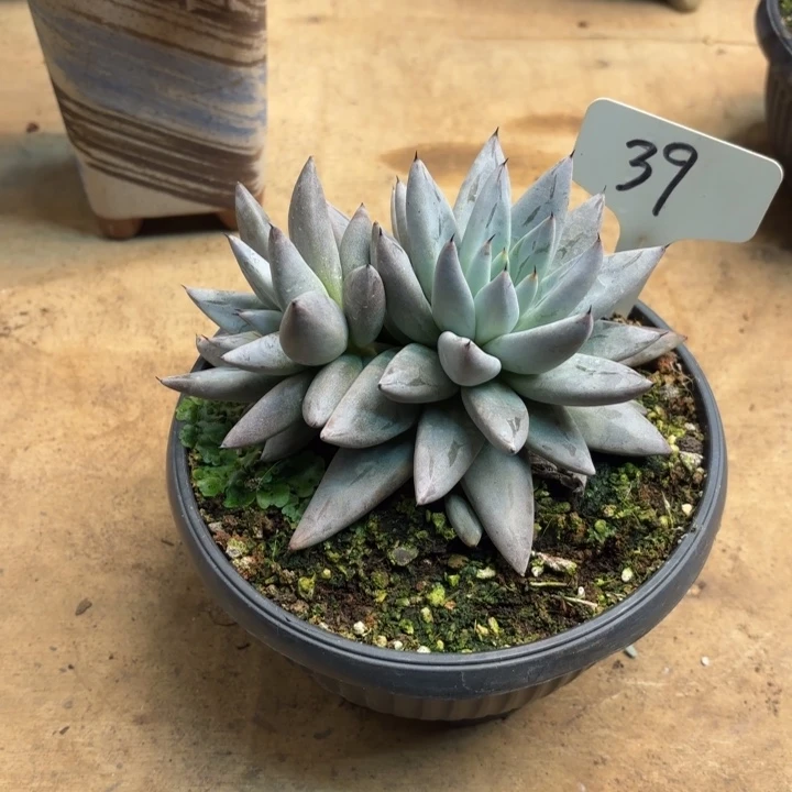 多肉植物，魔爪39号