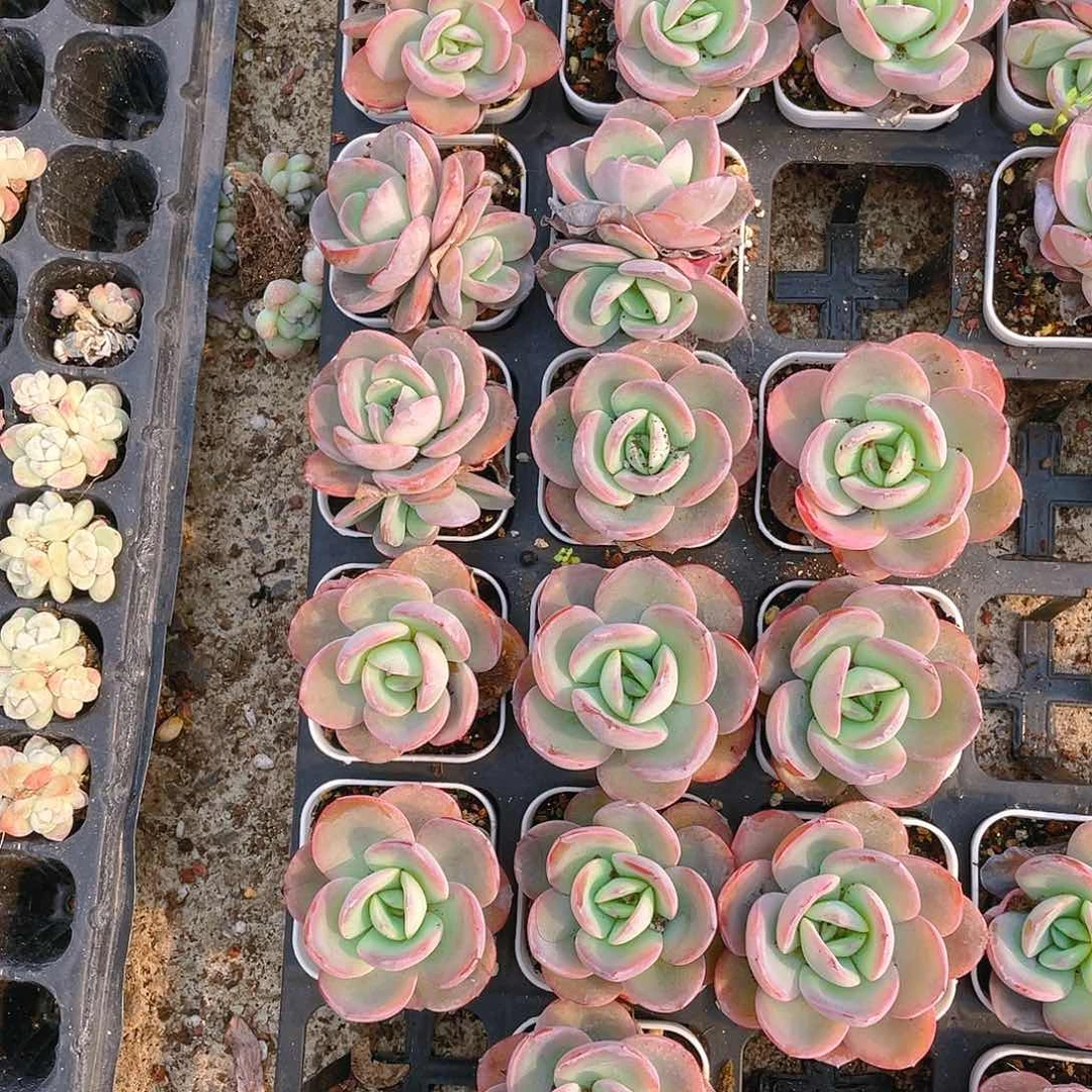 布鲁兰二盆满25包邮