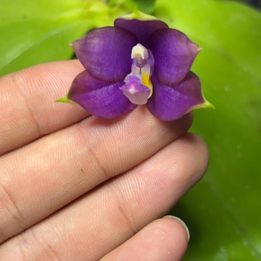 完全开放l075三寸ys1209