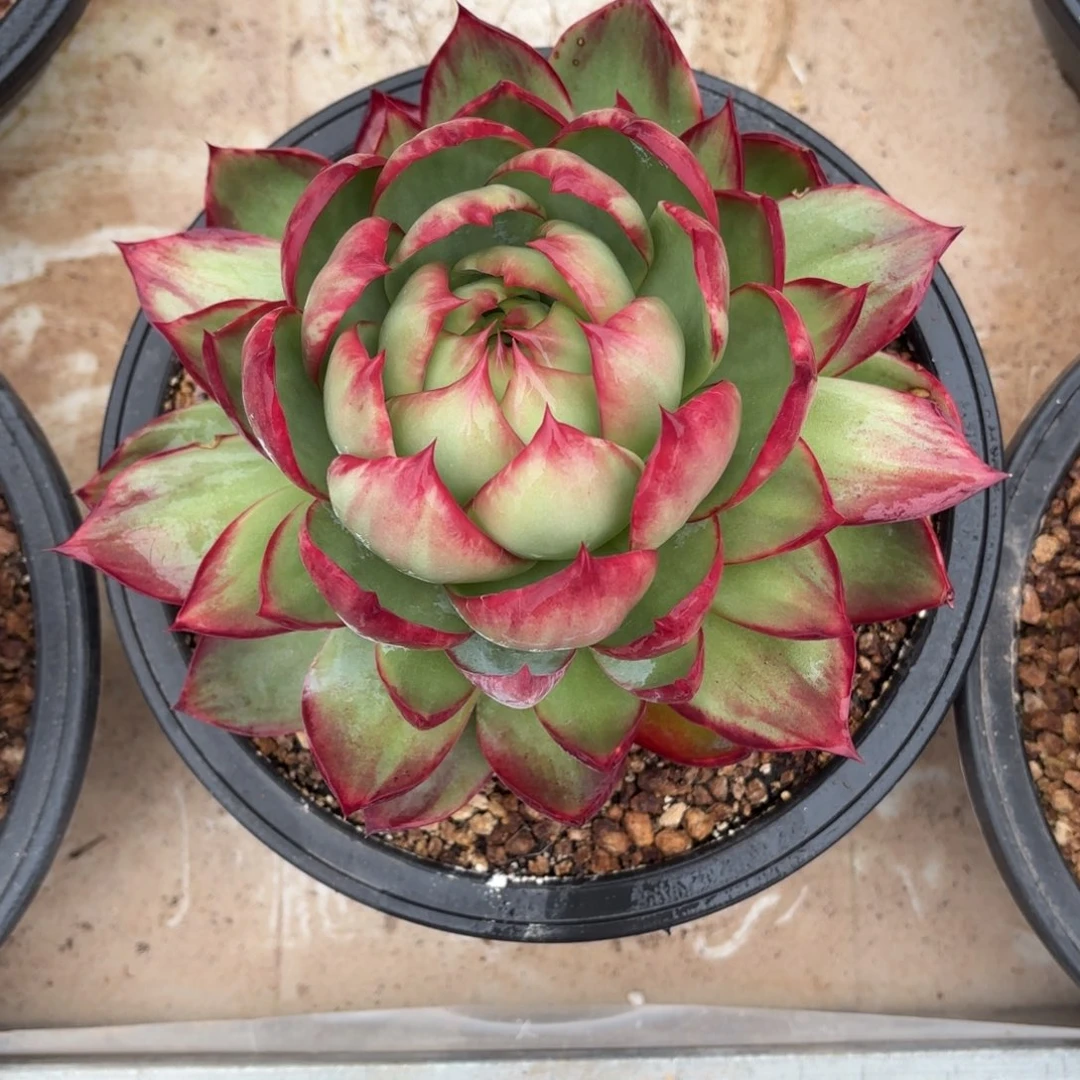 这个惊鸿仙子还是挺好看的，赶快下单。