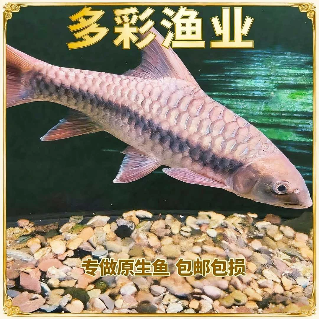 原生观赏鱼淡水鱼冷水鱼吉罗鱼/国杰/盈江结/异口/红吉罗/金吉罗