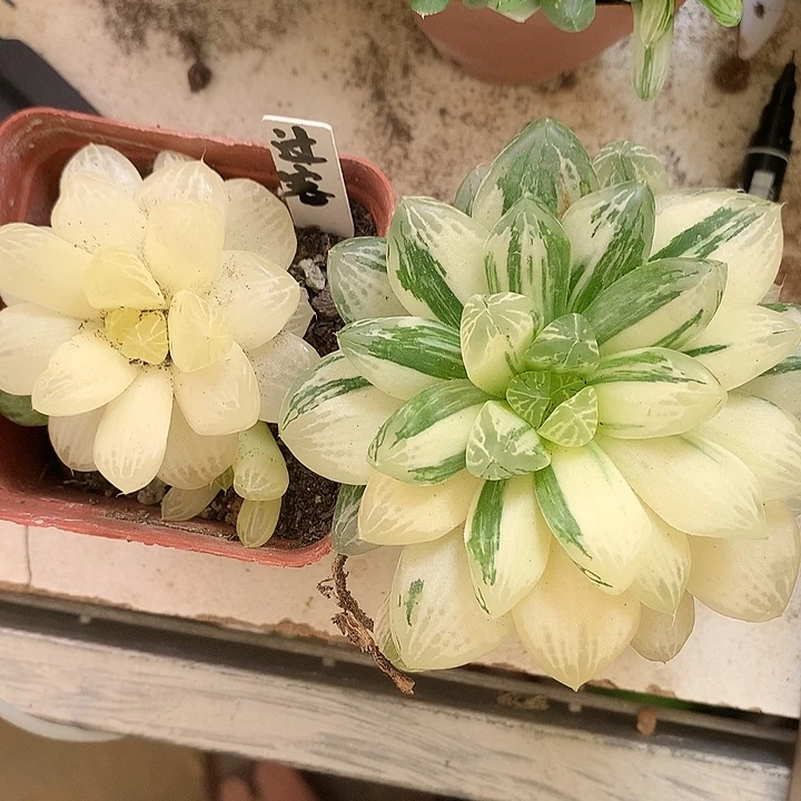没根脱土发货包邮