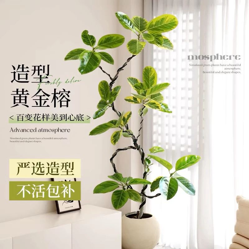 黄金荣橡皮树网红盆栽客厅大型植物办公室好养绿植吸甲醛基地发货