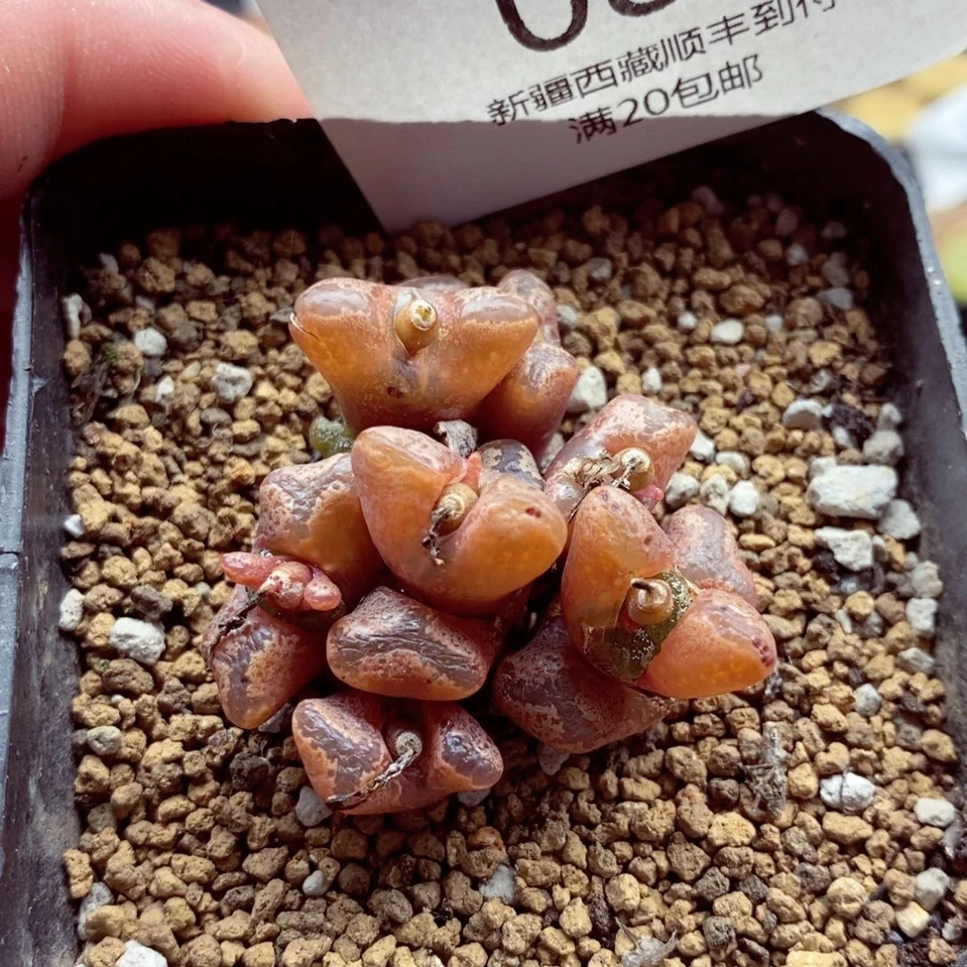 我是一只小小鸟地域鬼081