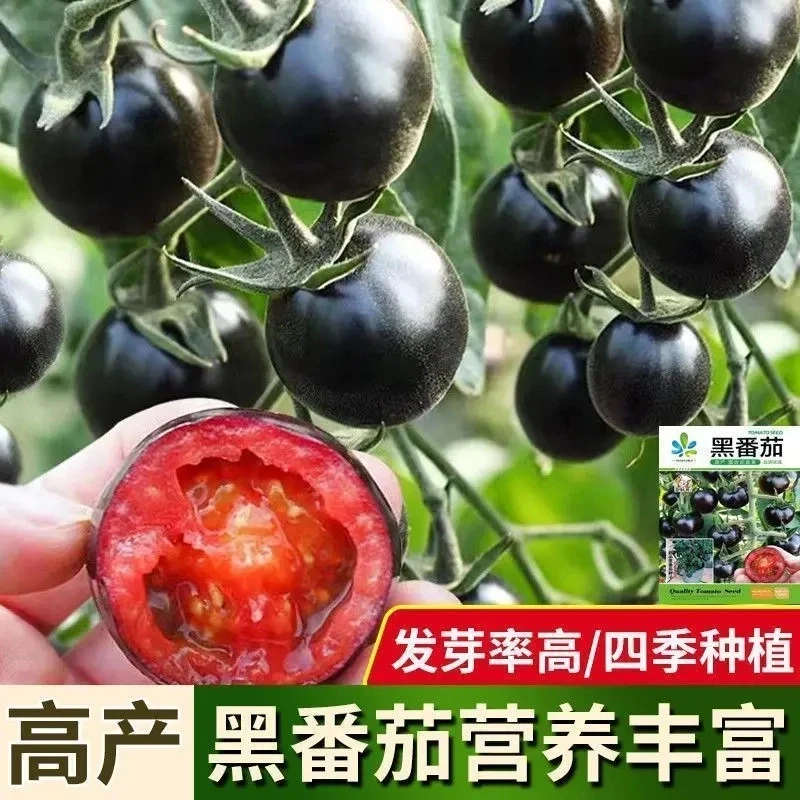 原装黑珍珠番茄种子富含花青素樱桃小番茄圣女果四季阳台盆栽水