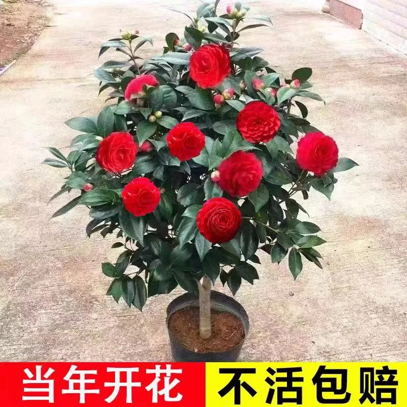 正宗四季茶花夏日七心莹夏耐寒庭院客厅茶花一年四季开花不活包赔