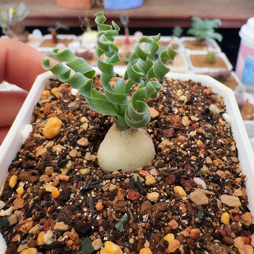 多肉植物496贵妃弹簧草