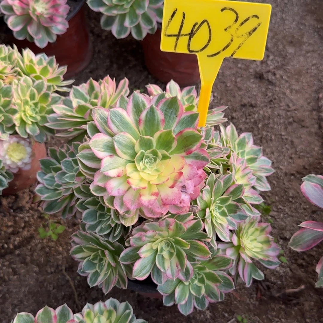 4039+--海王多肉植物
