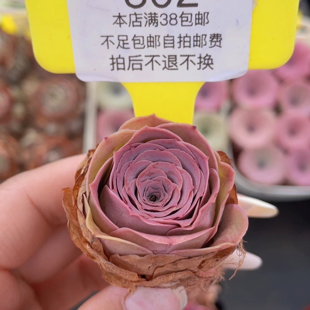 山地玫瑰502满38包邮裸根发货