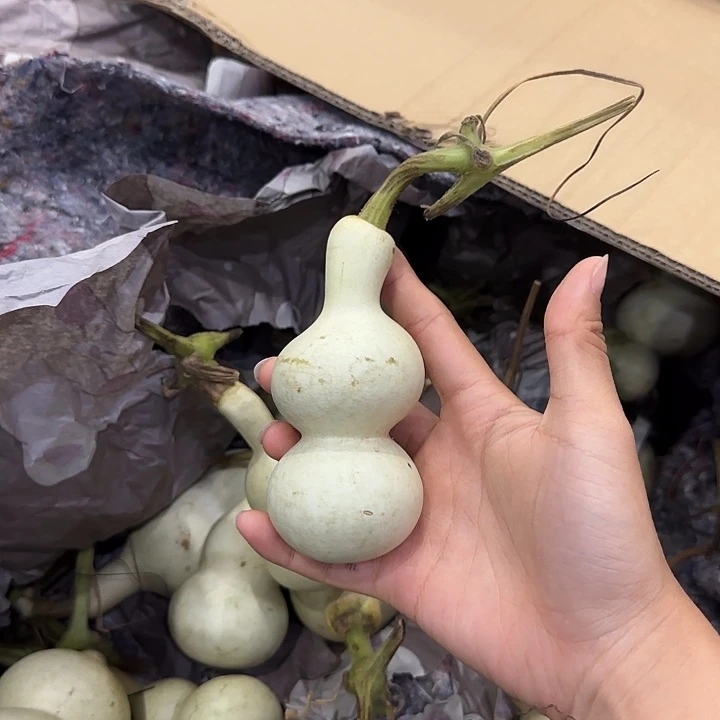 ꧁*** 葫芦嘎嘎嘎嘎嘎嘎嘎嘎嘎嘎嘎