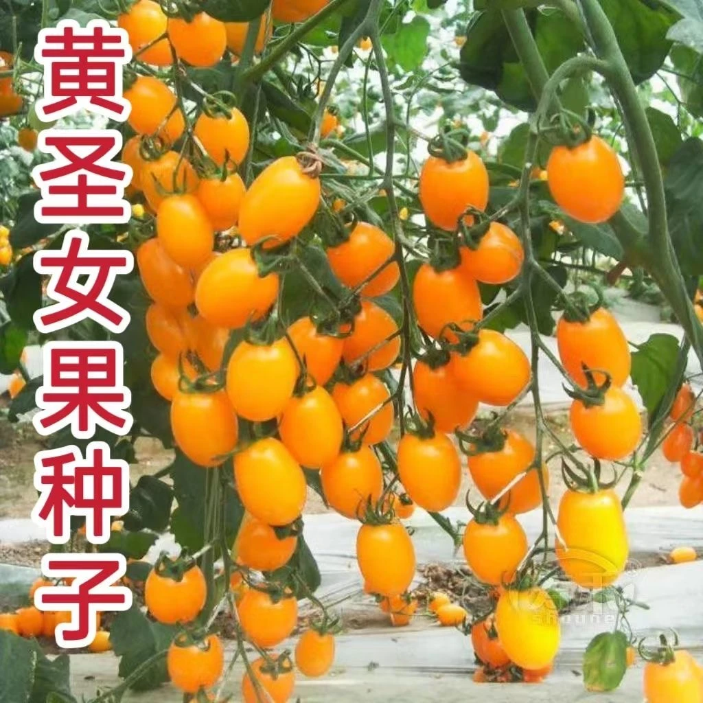 黄圣女果种子西红柿种籽高产樱桃小番茄四季阳台盆栽脆甜蔬菜种子