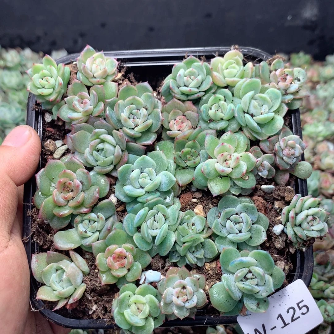 无花朵W125英语英语