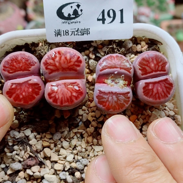 生石花花花花花花花491