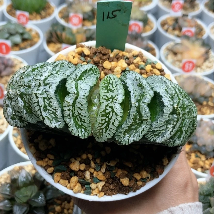 【闪购商品】115玄武玉扇