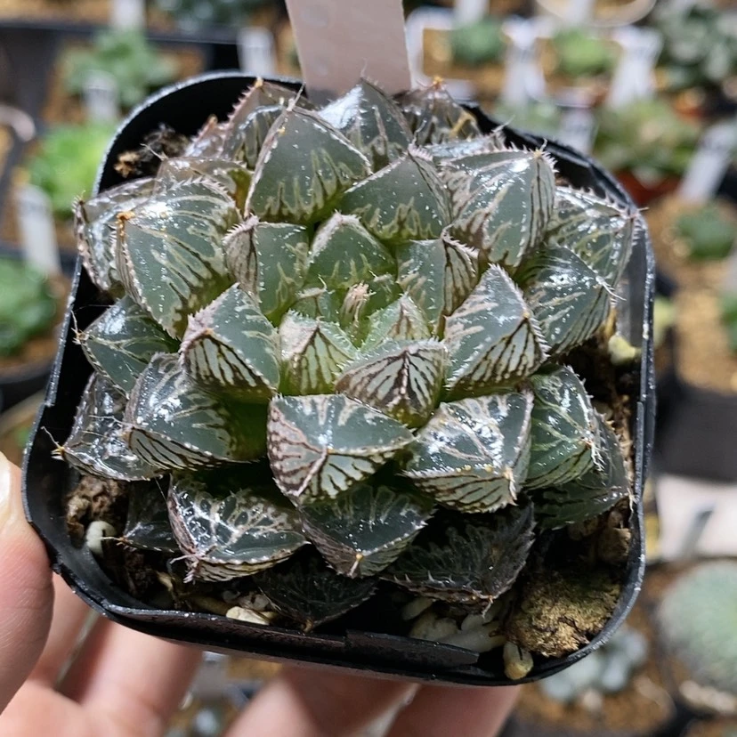 【闪购商品】358楼兰