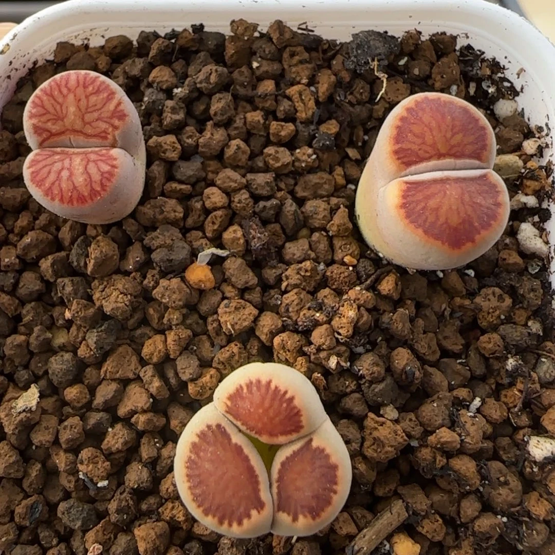 11.20。 萌肉红窗菊。8020