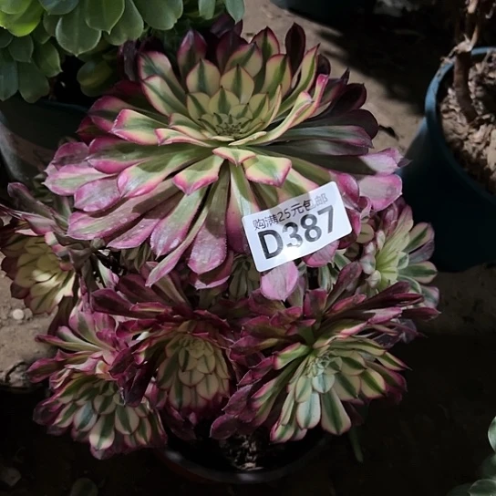 养****莉一颗多肉法师植物