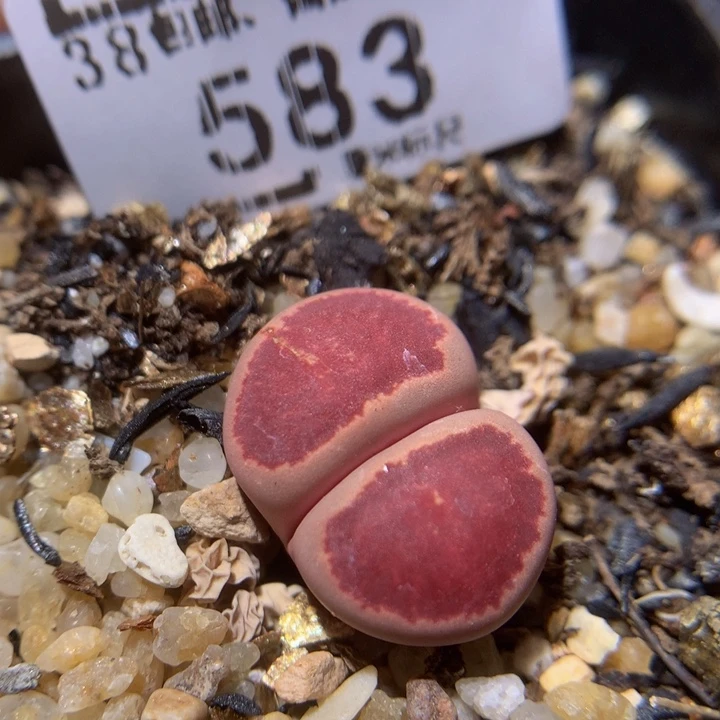 小*乖zzzzz精品生石花583